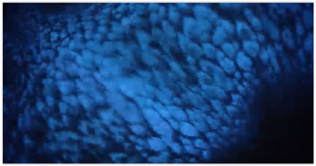 Live in Blue (5)