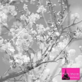 Masabumi Kikuchi - Hanamichi - The Final Studio Recording, Vol.2 (FR review)